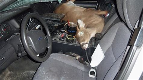 Driver says he hit a deer, police found a dead body in his car
